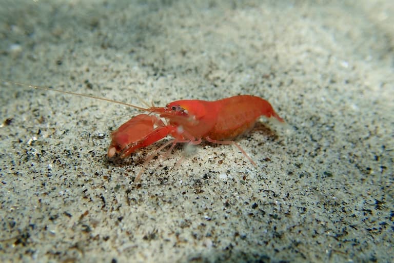 Snapping prawn at the sea bottom