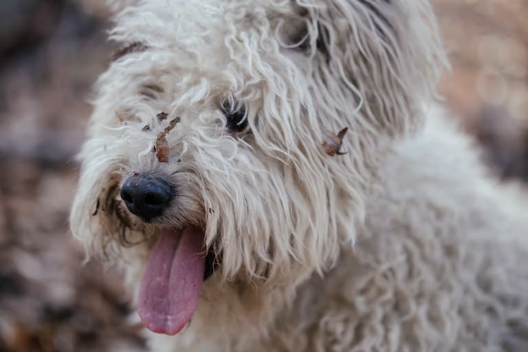Pumi profile