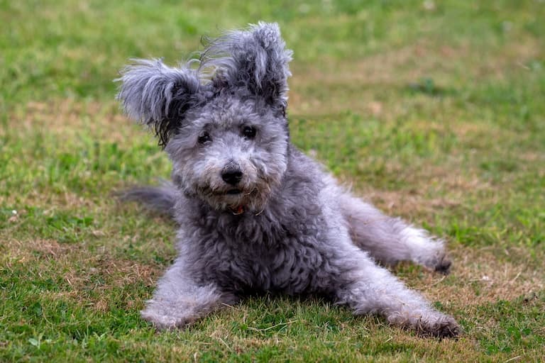 Pumi resting in the field