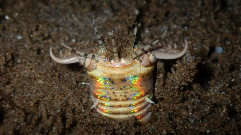 Bobbit Worm Hiding