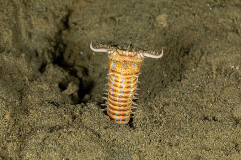 Bobbit Worm in the sand