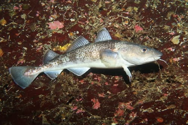 pacific cod side view