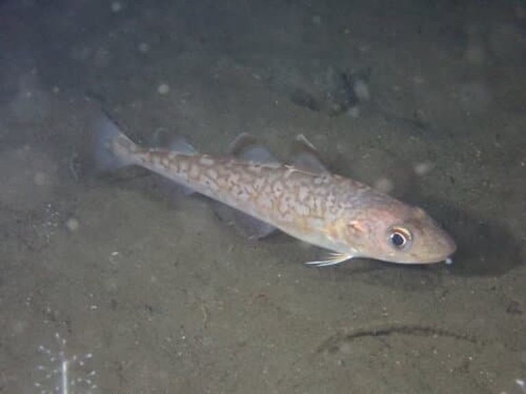 pacific cod swim