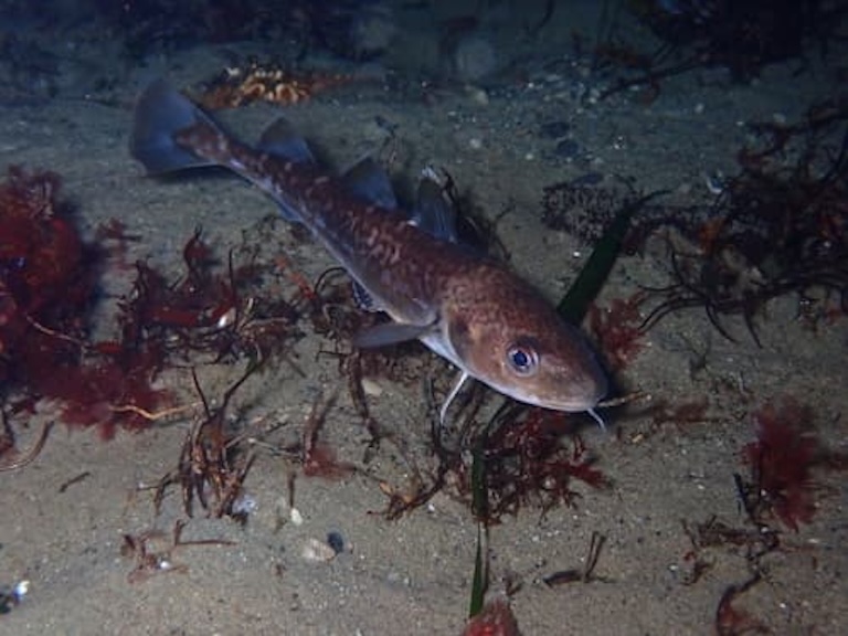 pacific cod under water