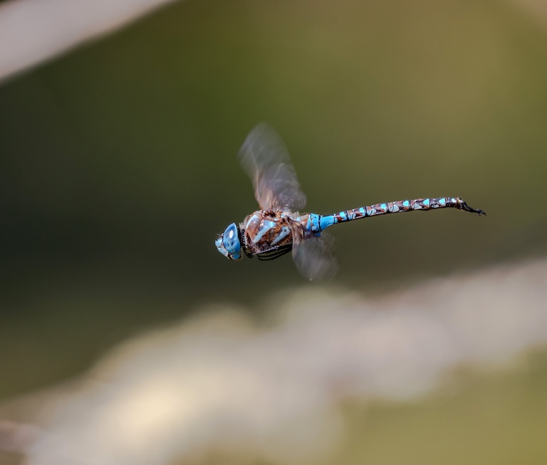 paddle-tailed darner blue