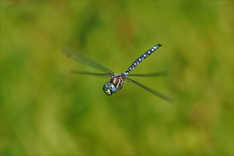 paddle-tailed darner hover