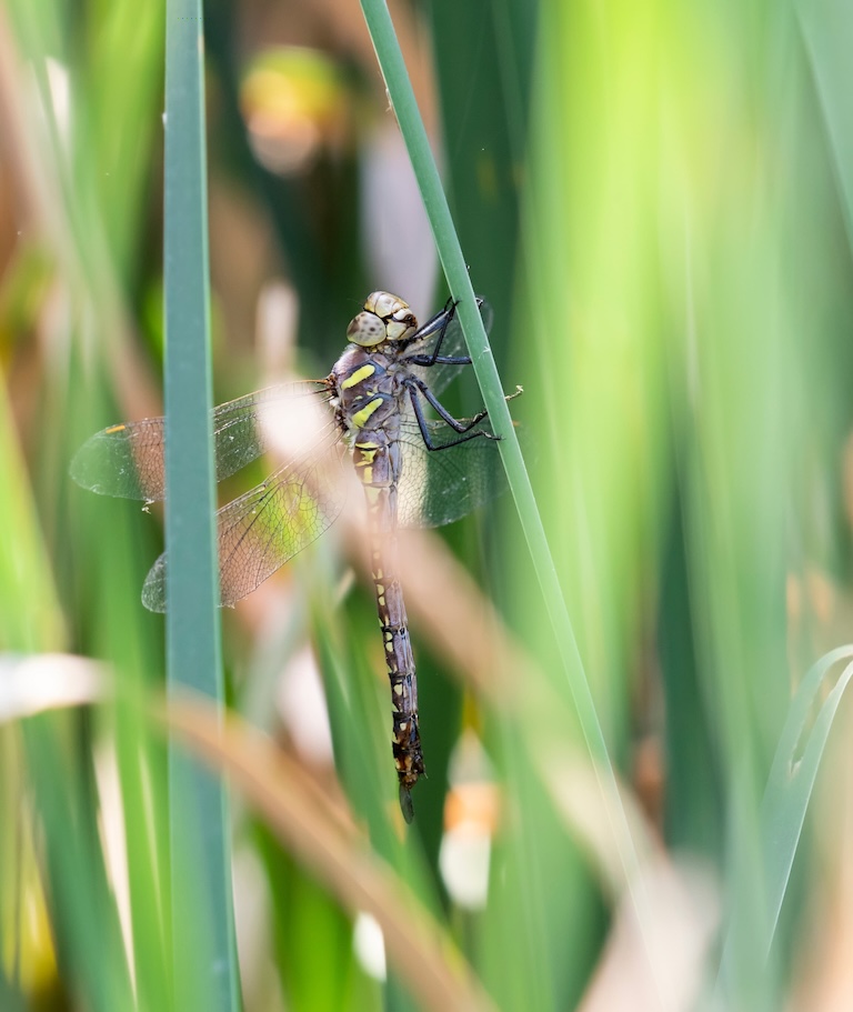 paddle-tailed darner yellow
