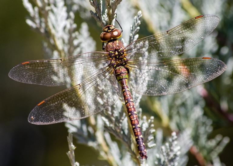 paddle-tailed darner