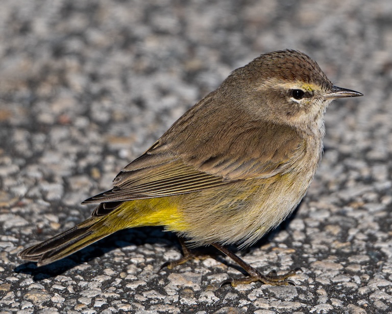 palm warbler close up