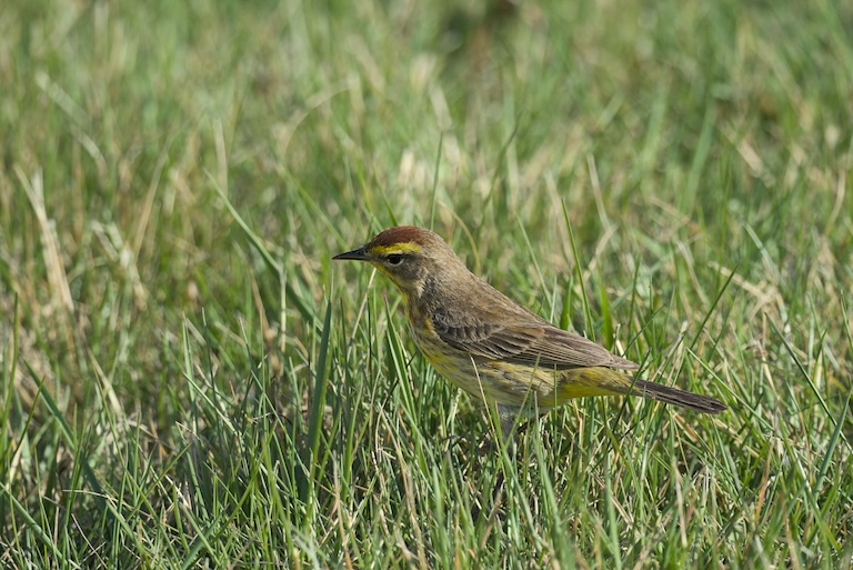 palm warbler in the grass