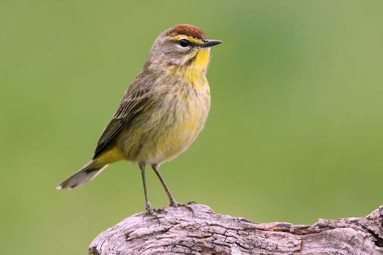 palm warbler profile
