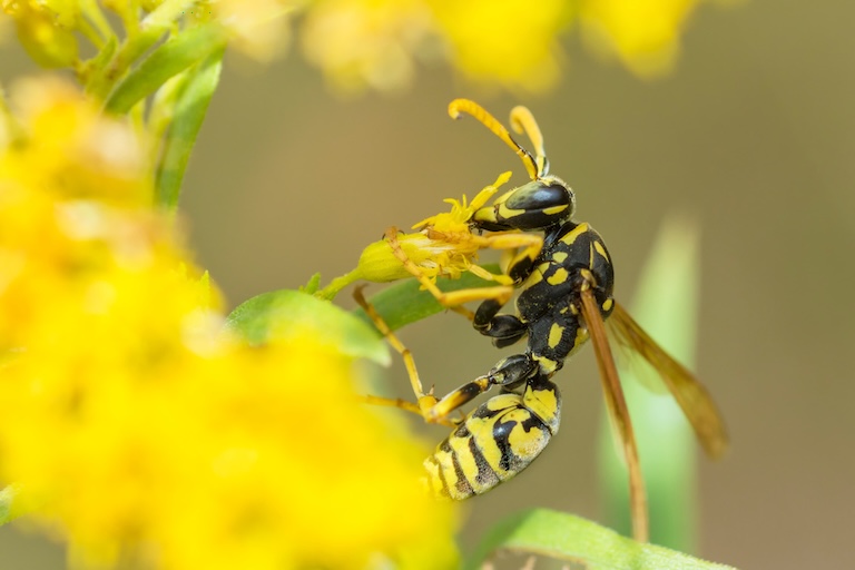 european paper wasp