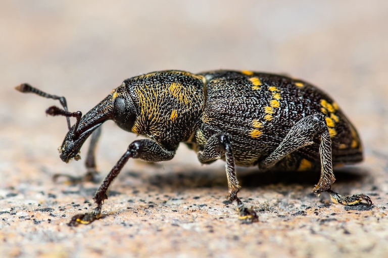 large pine weevil close