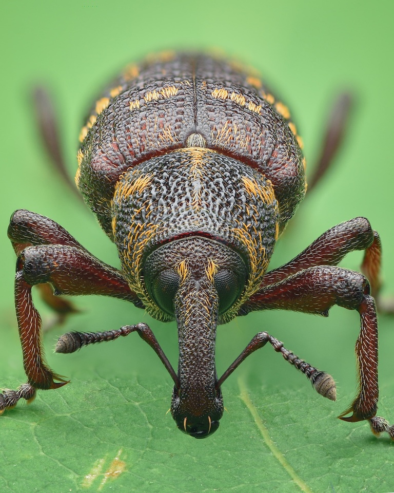 large pine weevil face