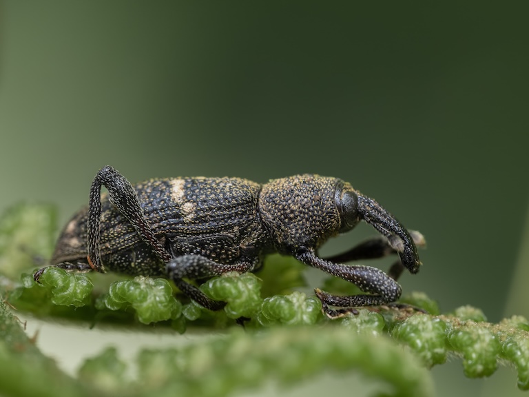 large pine weevil sideview