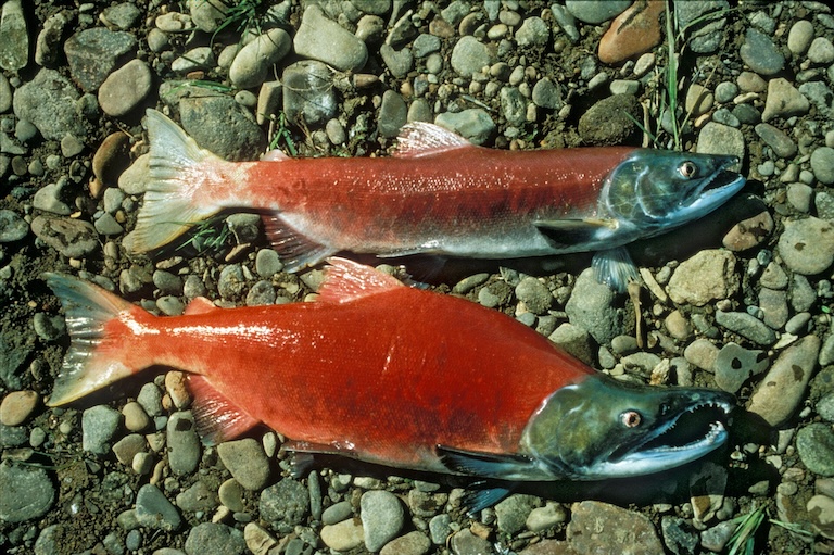 pacific salmon