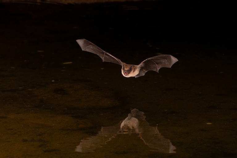pallid bat drinking
