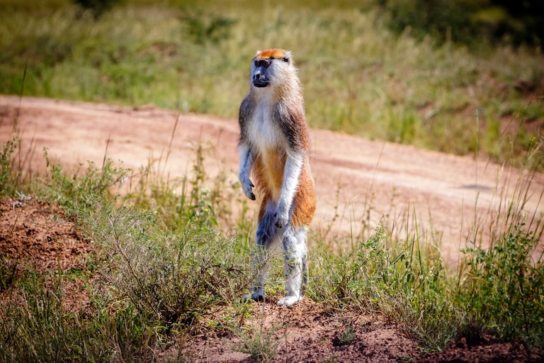 patas monkey standing