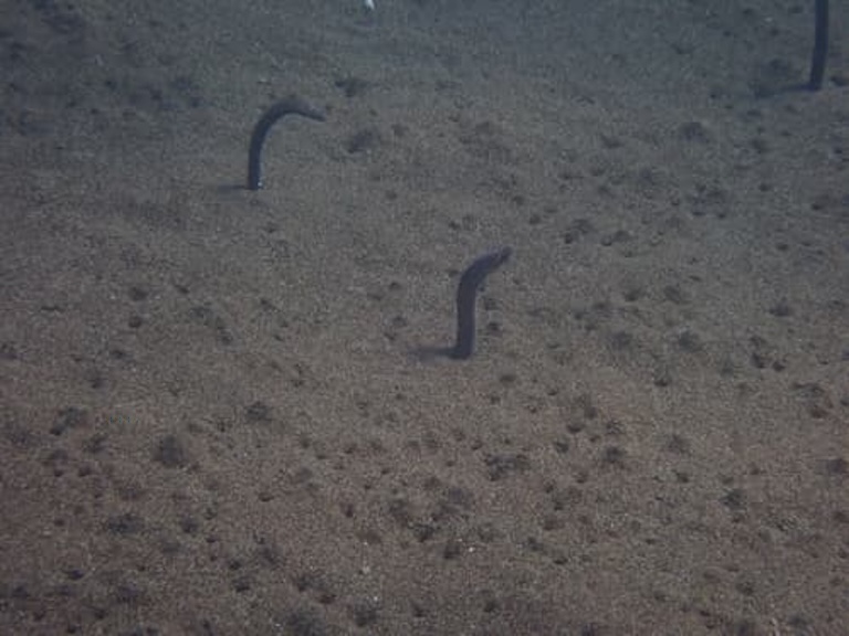 pacific spaghetti eel head
