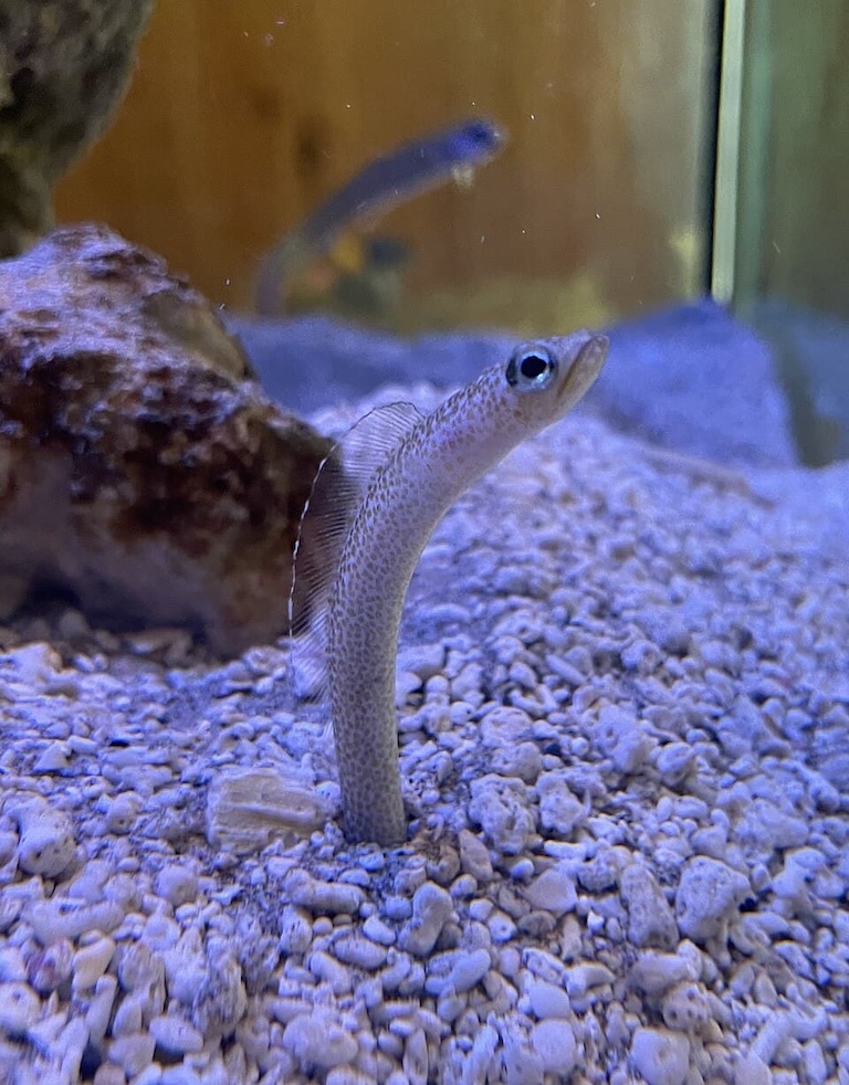 pacific spaghetti eel profile