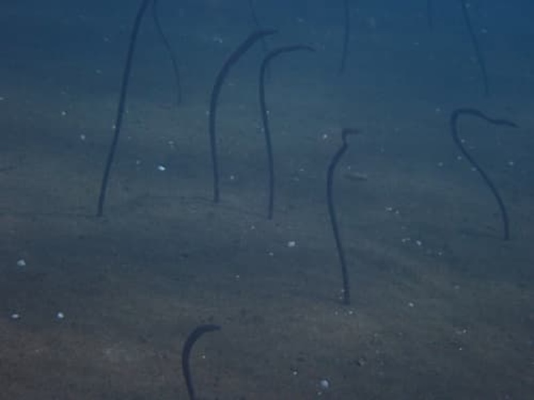 pacific spaghetti eel swinf