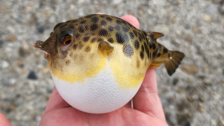 panther puffer puff