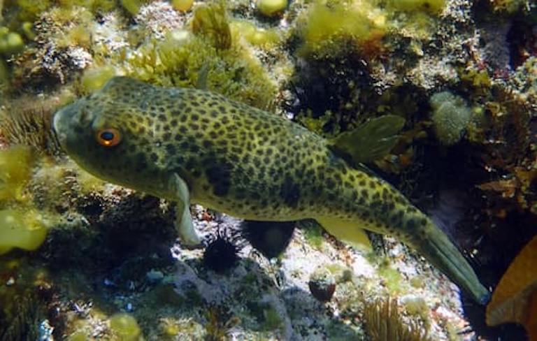 panther puffer under water
