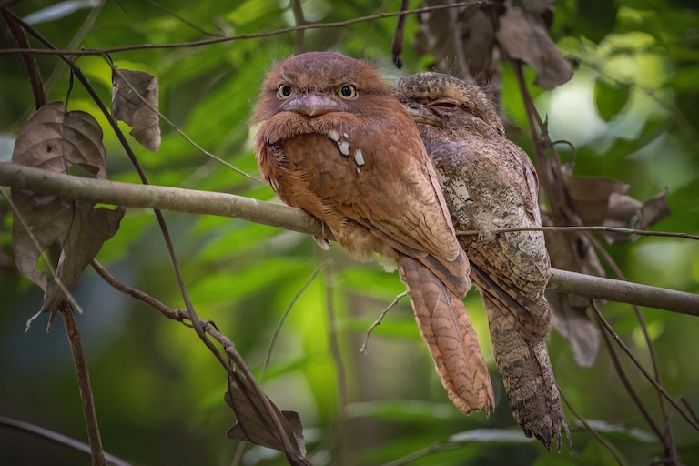papuan frogmouth perched