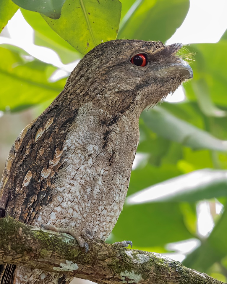 papuan frogmouth side eye