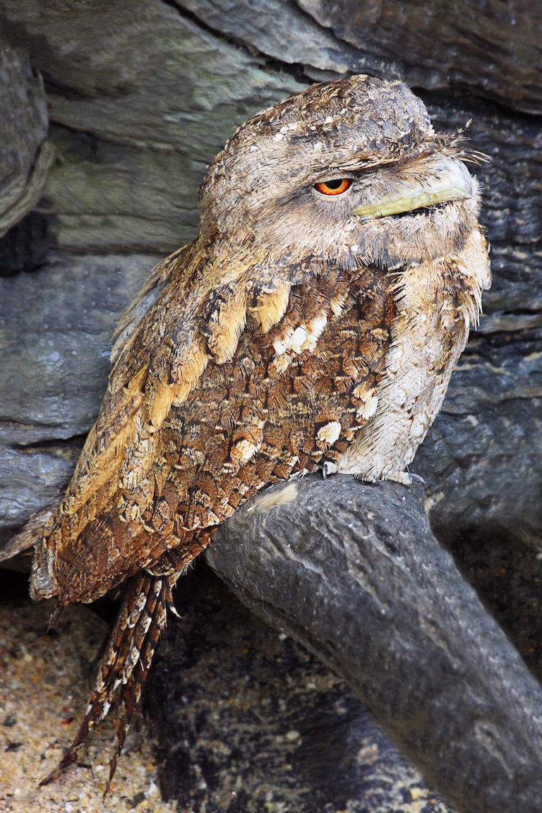 papuan frogmouth smile