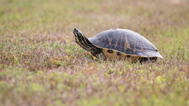 peninsula cooter on land