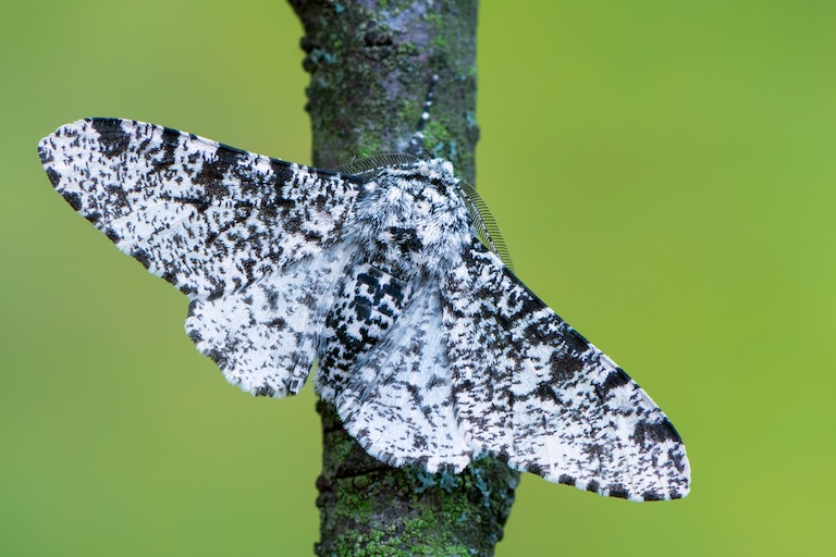 peppered moth display