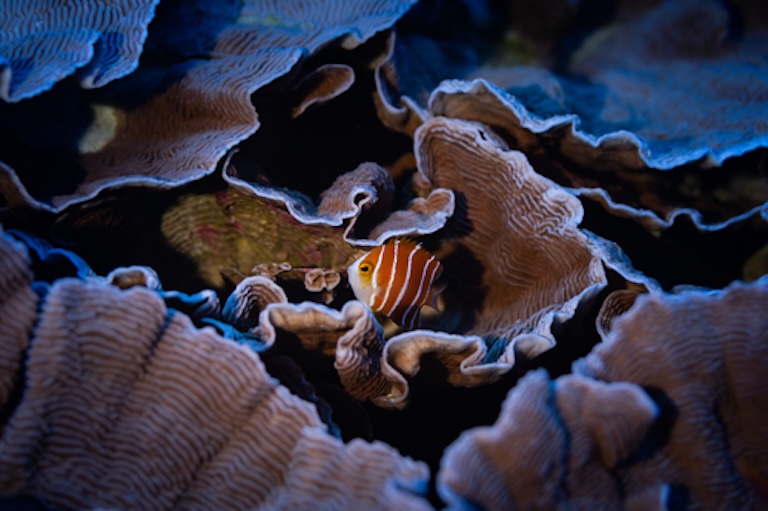 peppermint angelfish side
