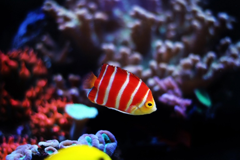 peppermint angelfish swim
