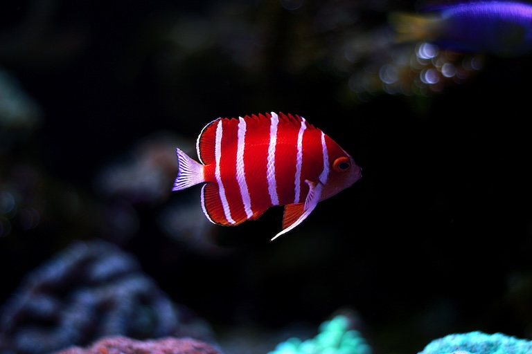 peppermint angelfish underwater