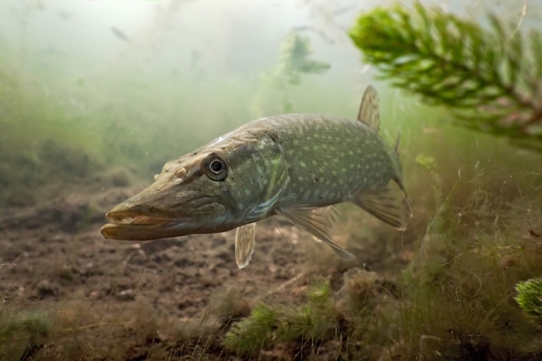 pike in the lake