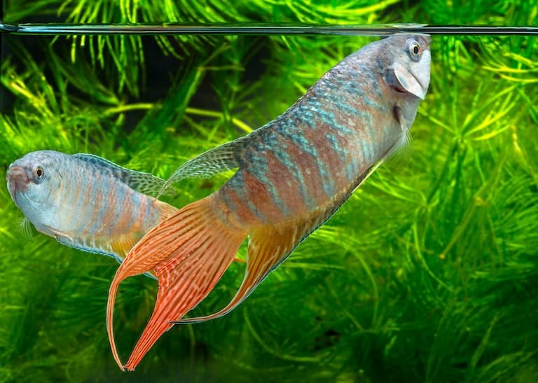 A pair of paradise fish in an aquarium