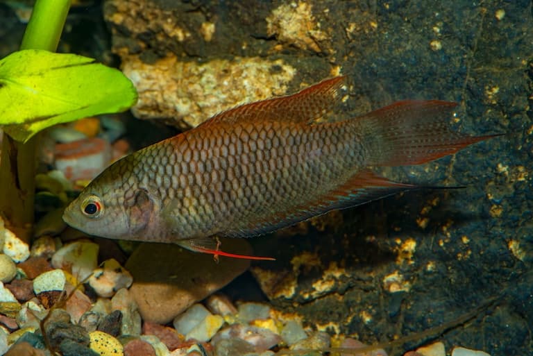 Paradise fish at the sea bottom