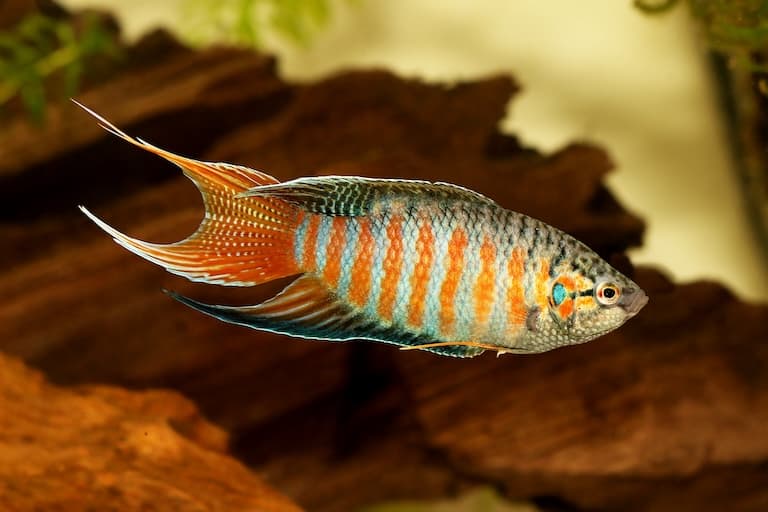Paradise fish profile picture