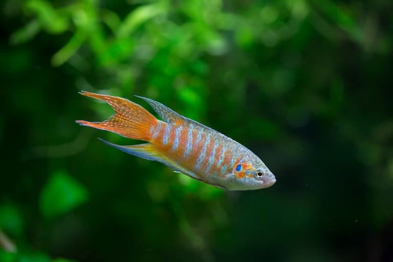 Paradis fish swimming in the ocean