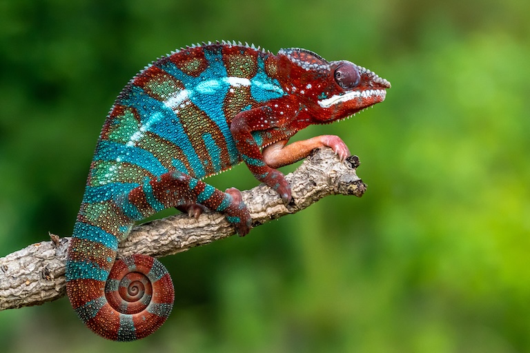 ambilobe panther chameleon