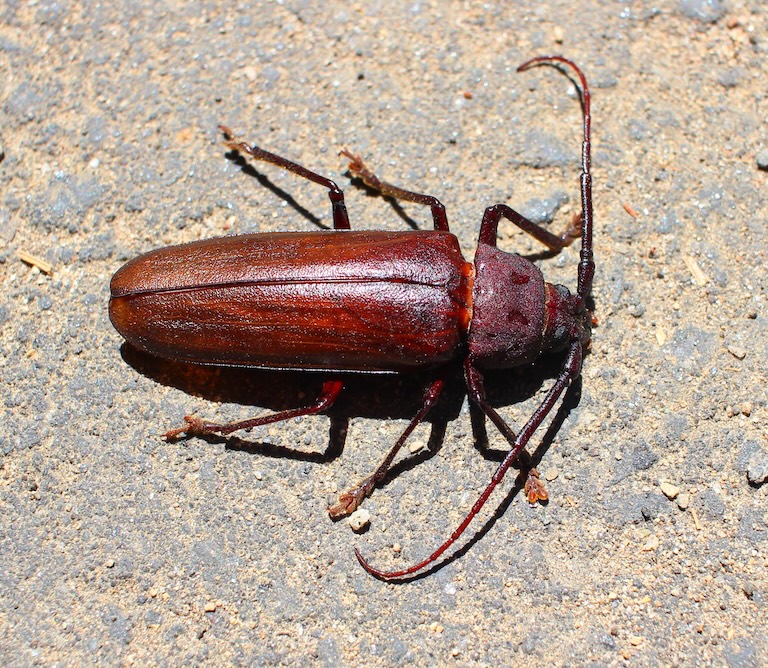 palo verde beetle arial view