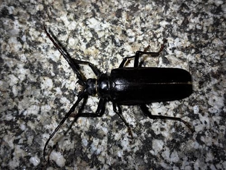 palo verde beetle black