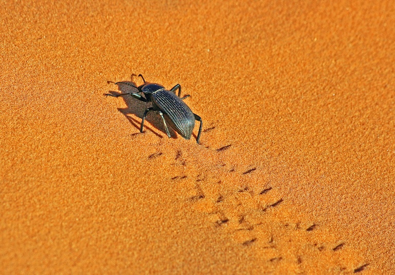 Palo verde beetle trod
