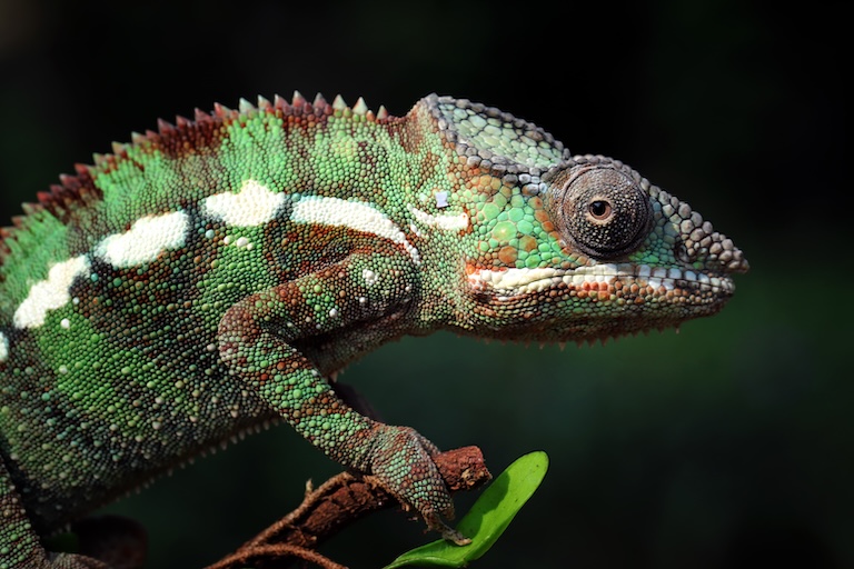 panther chameleon closeup