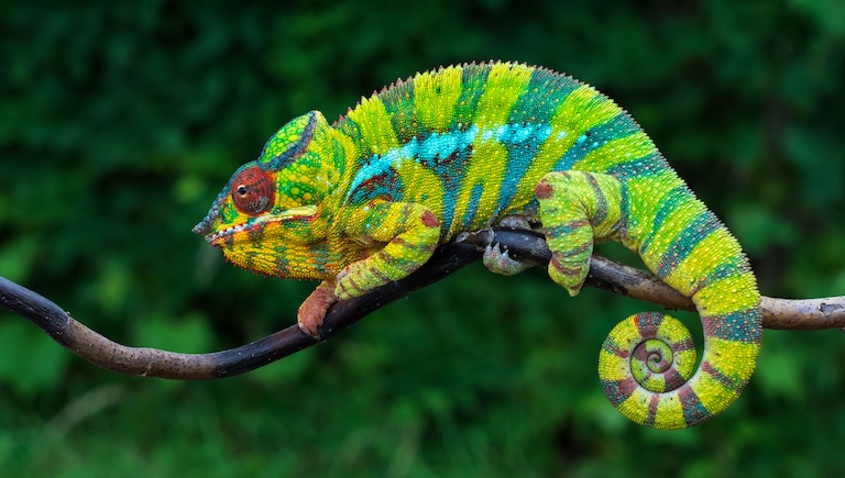 panther chameleon on a branch