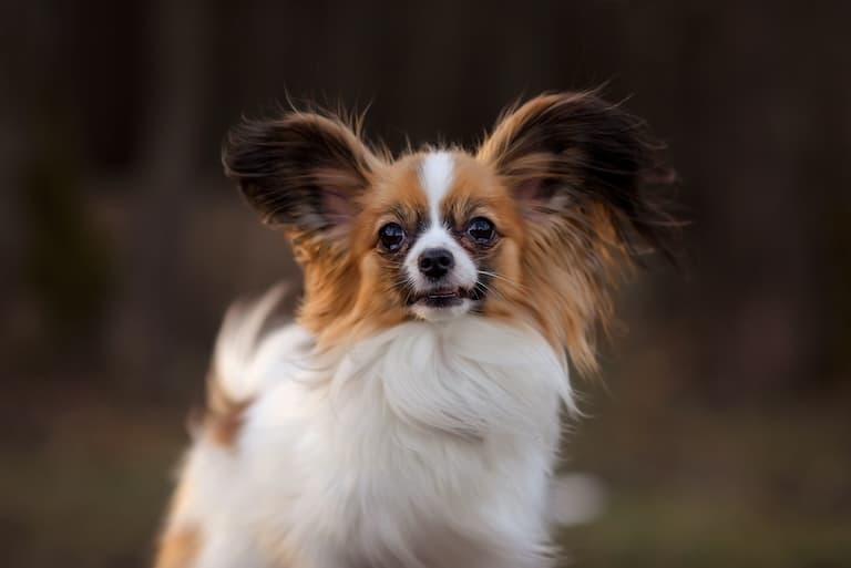 Papillion Profile picture