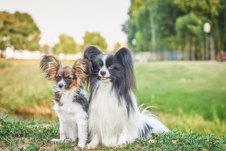 Two Papillion dogs resting in the field