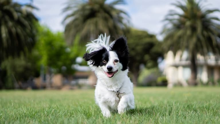 Papillion dog running in the field
