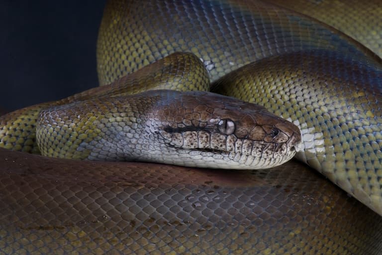 Papuan Python Profile